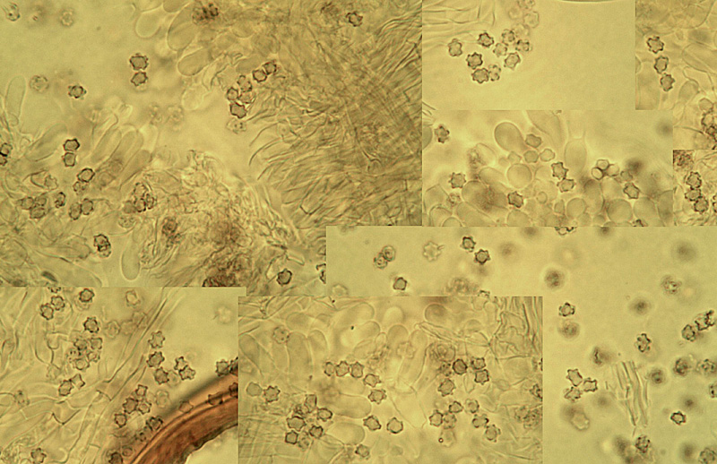 Hydnellum geogenium